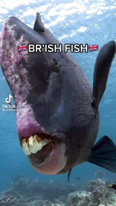 BRI’ISH FISH MATE