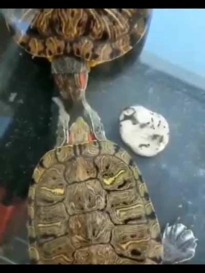 Turtle slapping his friend on the face