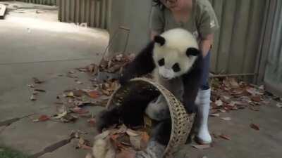 Trying to rake leaves with pandas