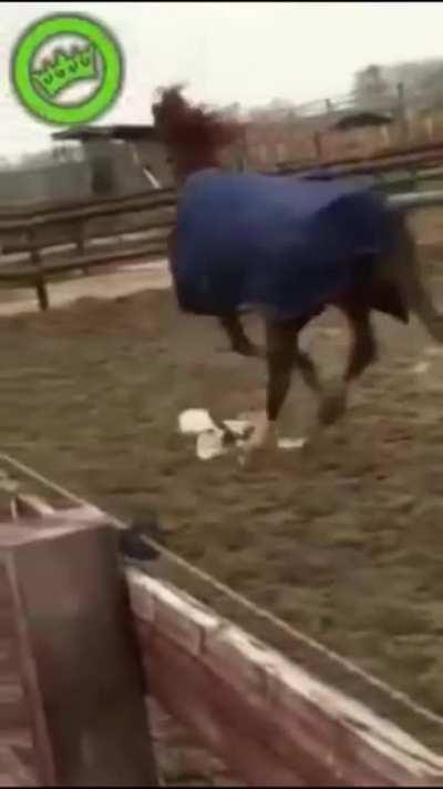 Horses are terrible people