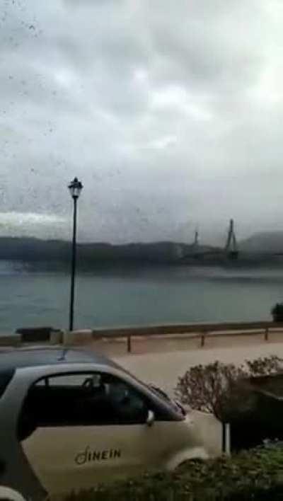 Bird Tsunami in Greece