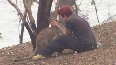 Woman Pours Water on Burned Hands of Kangaroo in Australia Wildfire