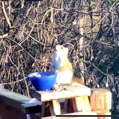 Squirrel high on fermented pears