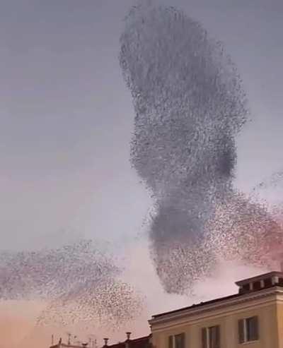 These starlings murmurations