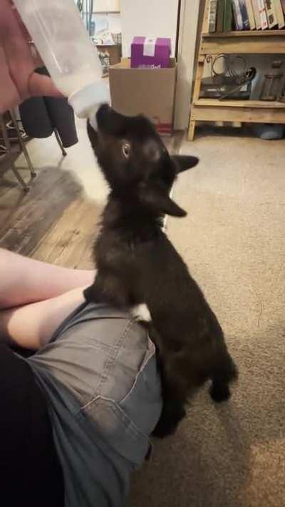 Feeding my bosses baby goat. (I work in I.T. Not on a farm)