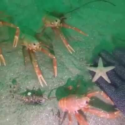 🔥 Curious crabs inspecting a diver