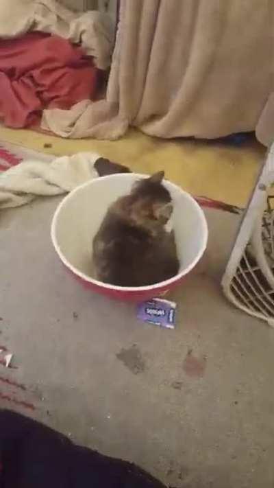 Kitten in a bowl