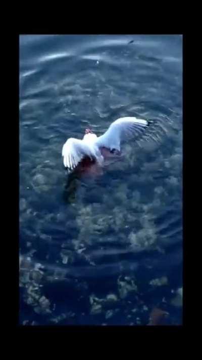 Octopus catches and eats seagull