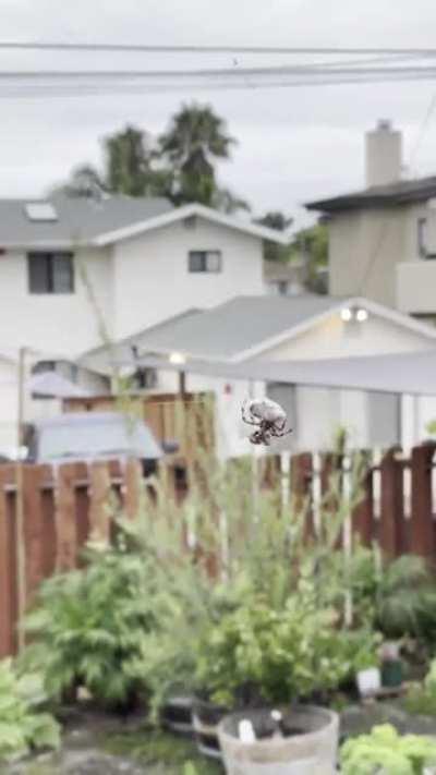 spider catching a bee