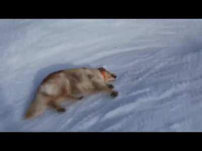 This dog found a new way to slide a snowy hill