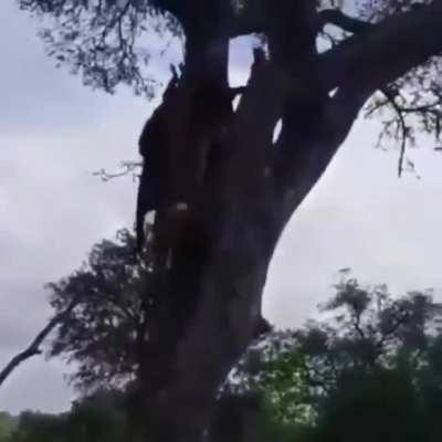 🔥 Leopard stealing a kill right out from under a hyena’s nose!