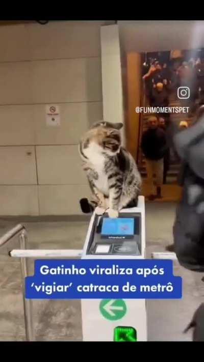 New Catsecurity Enters the Chat