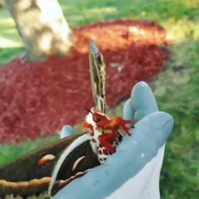 🔥 The Cecropia Moth, largest moth in North America.