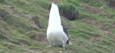 Seagull Swallows a Whole Rabbit on Welsh Island