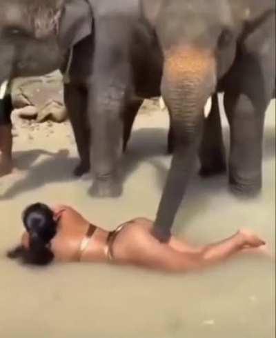 Elephantporn - ðŸ”¥ Two elephants, one hoe! : dankvideos || [dd] redd.tube