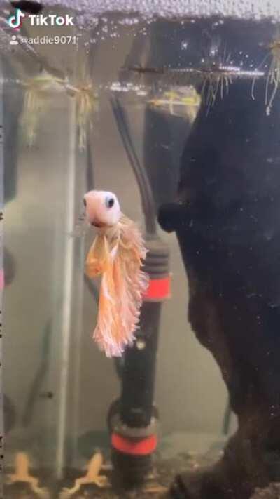 Betta fish