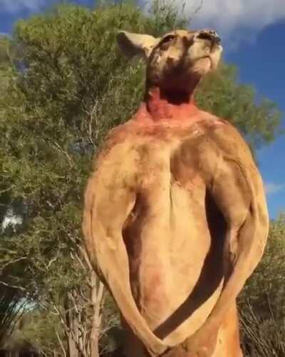 Despite their cute appearance, kangaroos are quite dangerous animals.