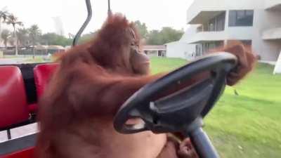 An orangutan driving a golf cart