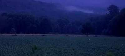 Fireflies over a field in Pennsylvania