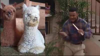 Alpacas chew like Carlton dances