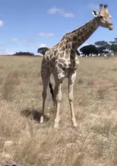 Giraffes eat grass