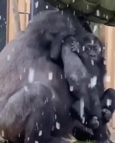 Baby Gorilla is not used to snow, wants mama to protect him from it.