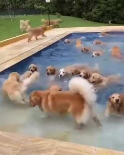 Stocking the lake with a school of Golden Retrieverfish.