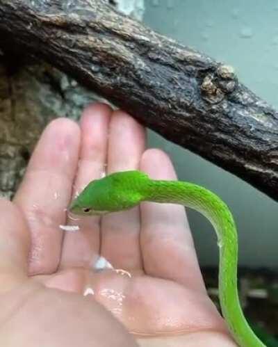 🔥 Thirsty baby snake