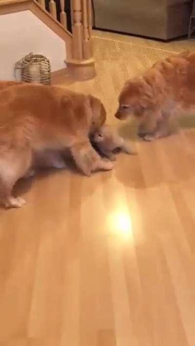 Golden retrievers meet their new puppy