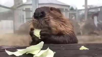 Studies Show that Watching a Beaver Eat Lowers Stress by 17%