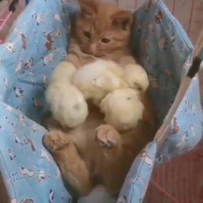 a cat as a babysitter