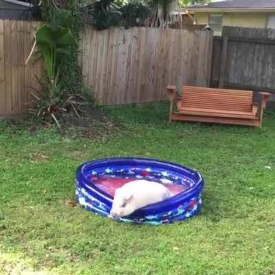 Hank getting to play in his new pool for the first time