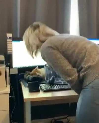 Cat won't stay off the keyboard so modern problems require modern solutions