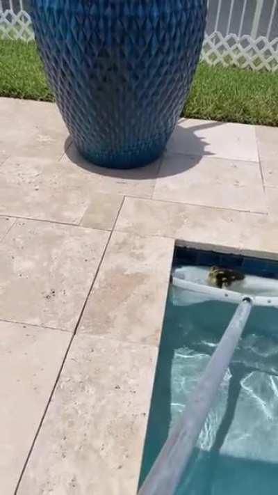 Fishing ducklings from pool