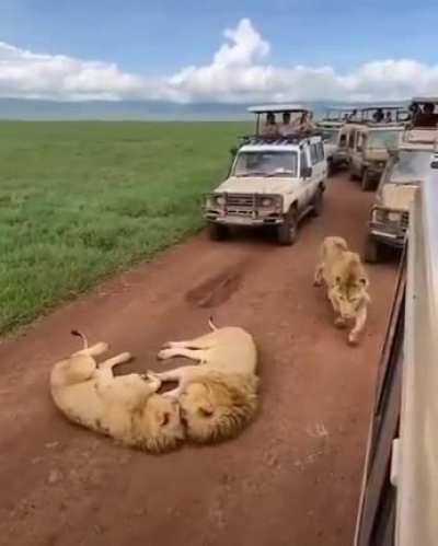 Sleepy lion roadblock.