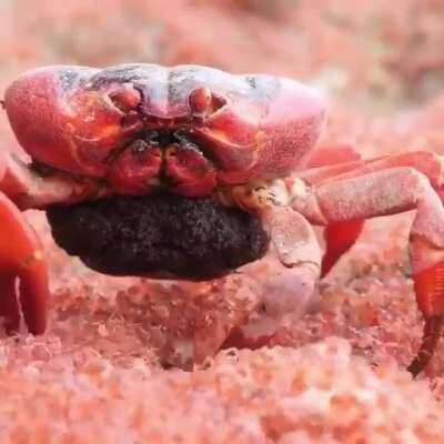 Christmas Island Red Crab feasting on babies from the same species