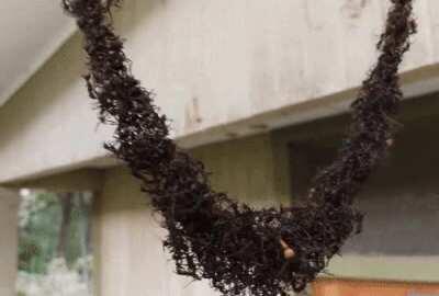 Army ants build a bridge to invade hornets nest