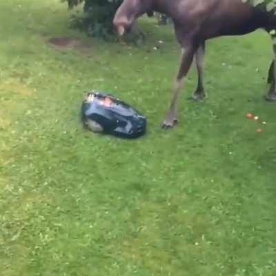 lawn mover sneaks up on a moose