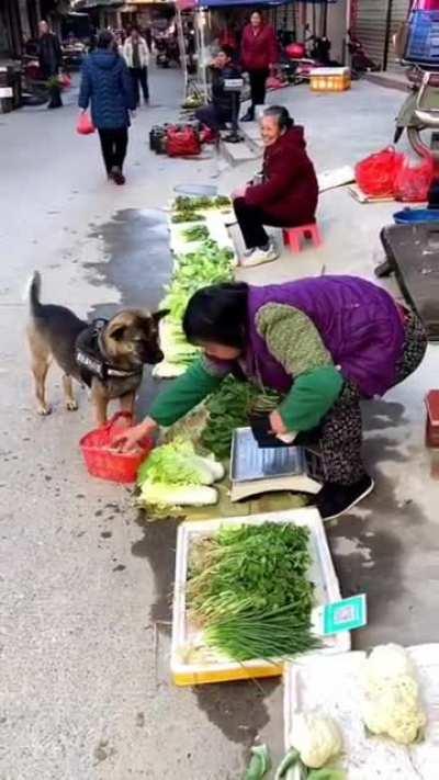 German Shepherd Buying Food For His Owner