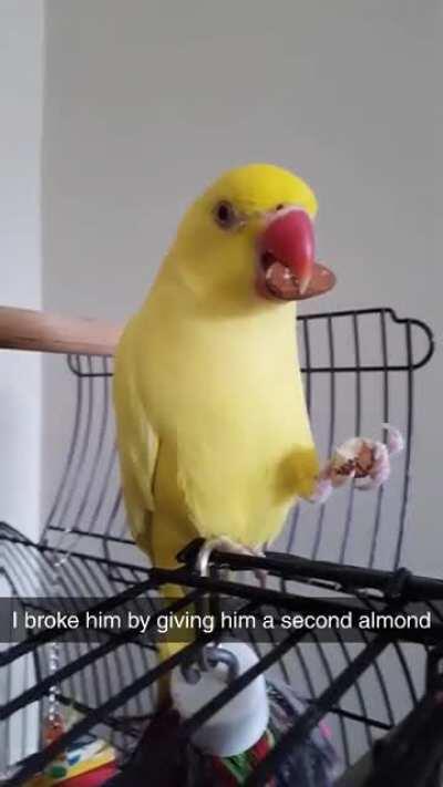 I broke my friends parrot by giving hims an extra almond