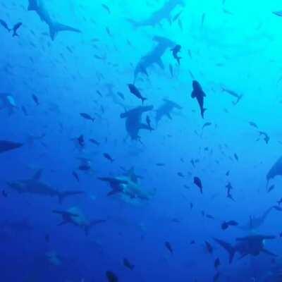 🔥 Sharks in Galapagos National Park, Ecuador