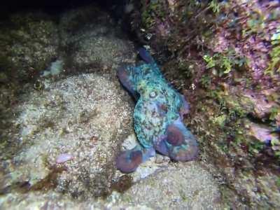 Octopus seen during a night dive in Roatan