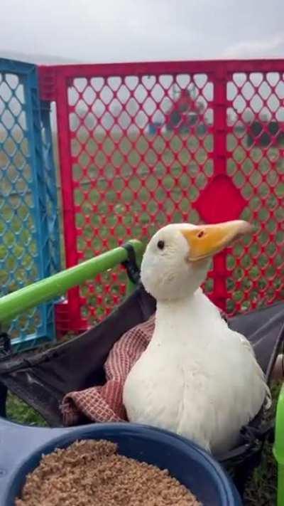 Rescue duck Cheerio experiencing the rain for the first time!