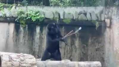 Bear Practicing Its Nunchuck Skills