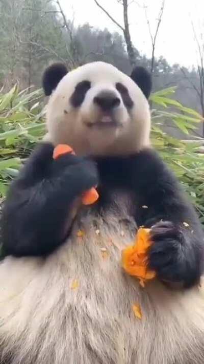 Panda eating carrot