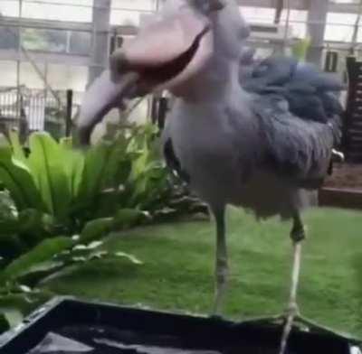 Shoebill Stork looks like it's straight out of Jurassic Park