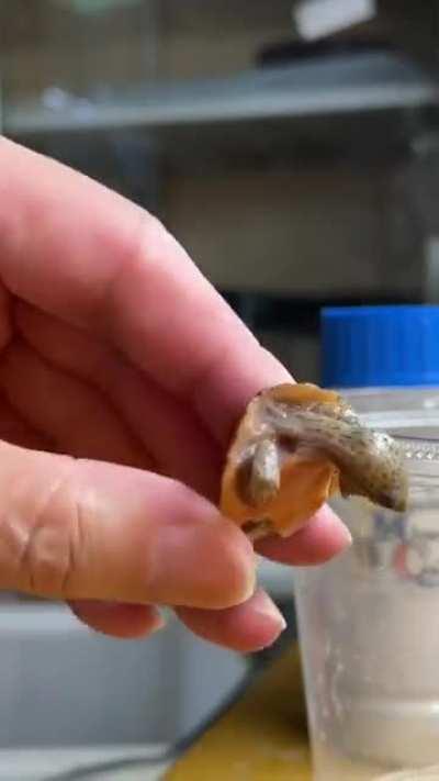 Tiny turtle getting cleaned