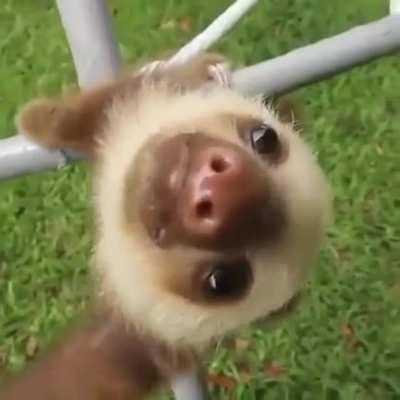 baby sloths are so cute