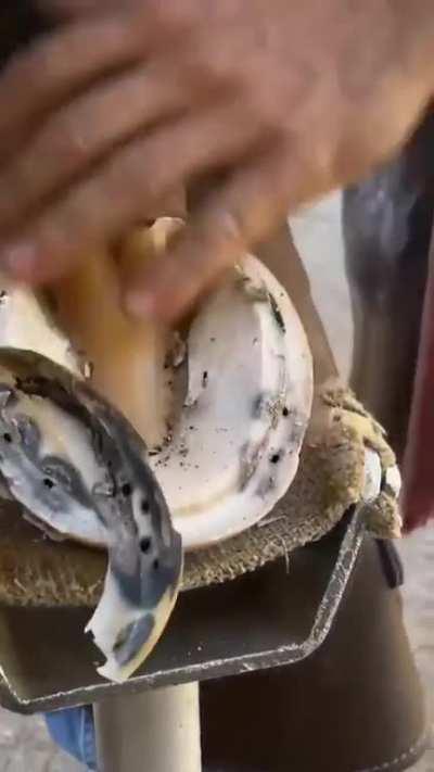 Horse Hoof Trimming & Cleaning.