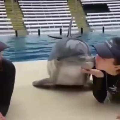 Would you kiss a dolphin?! 🐬